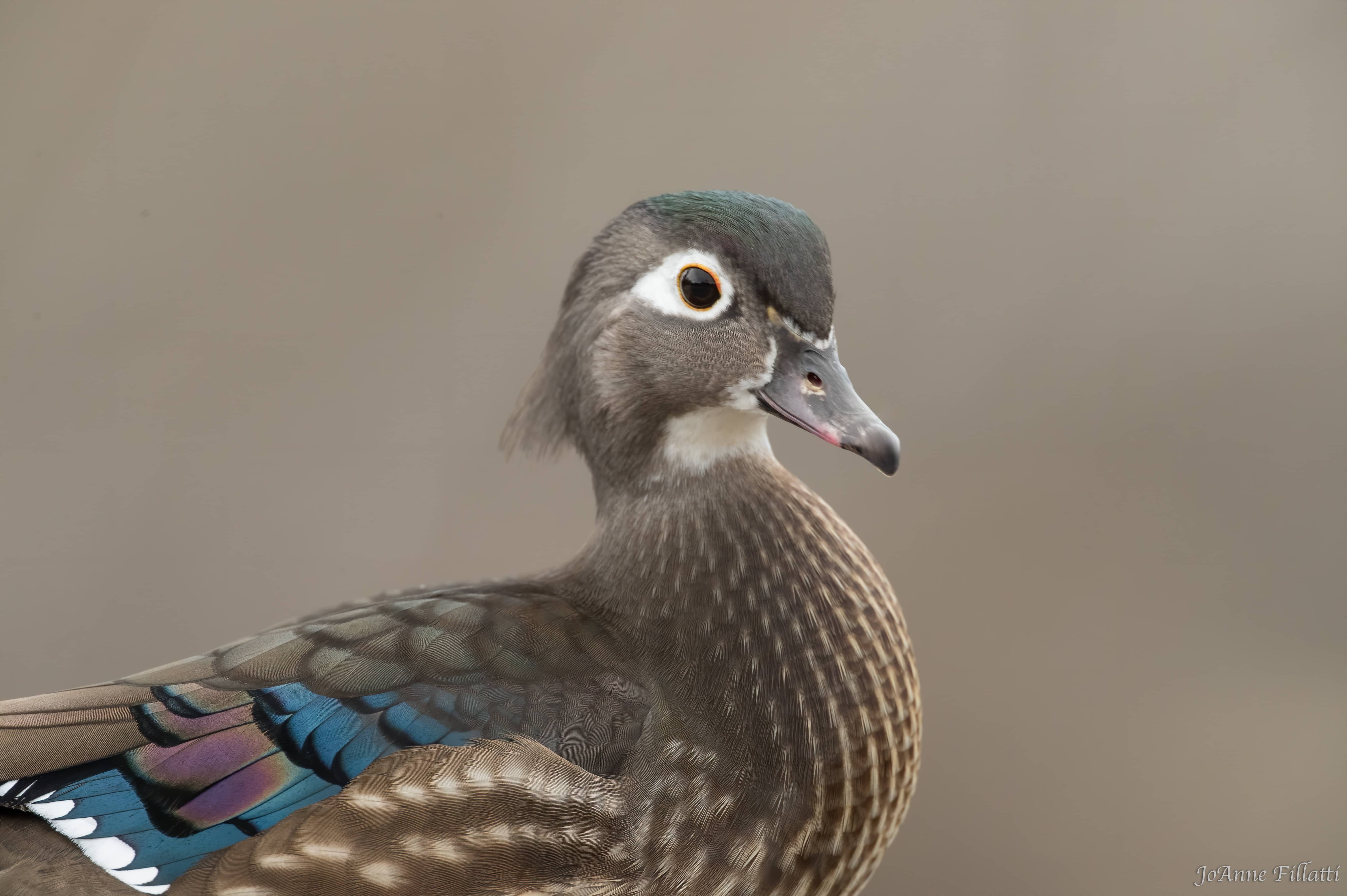 bird of british columbia image 39